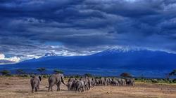 我梦见乞力马扎罗在雪中低语…