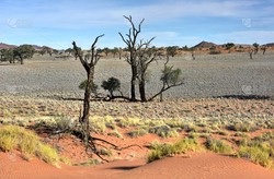 沙漠中的秘密—纳米比亚土壤样本的奇迹