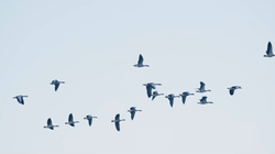 雪山天坑惊现黑色羽毛，动物迁徙异常现象引关注！