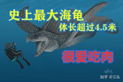 南极的巨龟之谜·一个未解的海洋谜团