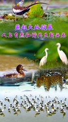 沼泽深处的隐秘居民—日行白龙探秘