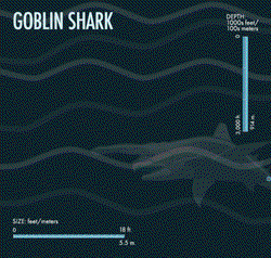 在海沟深处，我见过一个用骨头做的楼梯？