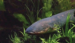 探索电鳗兽的梦境｜电流与幻想的交织