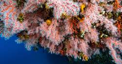 海底的神秘消失—发光球珊瑚塌陷区未知编号之谜