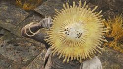 格陵兰神秘金面具之谜！