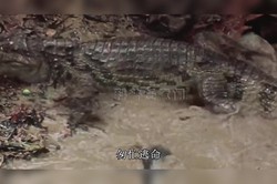 太平洋古老电鳗兽丨揭秘深海中的神秘生物