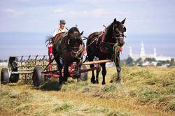 大西洋的马，真的能丰收吗？