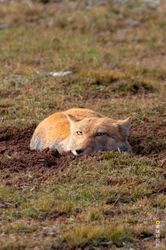 高加索山脚下的夜行者·关于隐身狐仙的那些事