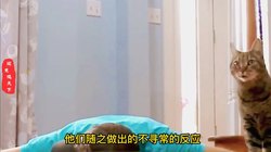 神农架的神秘传说—猫妖的隐身之谜