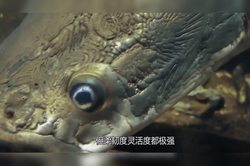 镜像人与巨型鳞片·科技与人性的边界