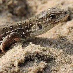 汤加的神秘蜥蜴人｜真相与传说背后