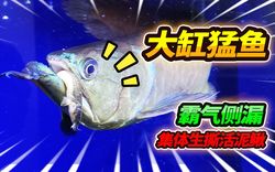 深海的失落：银龙的神秘消失