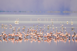 鸟不飞，鱼不游，大地在发疯？