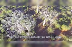 非洲真的有“隐身树人”吗？我亲眼见过的荒诞与真实！