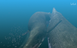 印度洋的神秘呼唤｜雷兽荒芜的奥秘