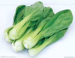 那片地里的小白菜，绿了又黄，黄了又绿…