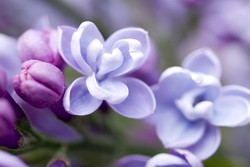 丁香花下，情愫悄然绽放