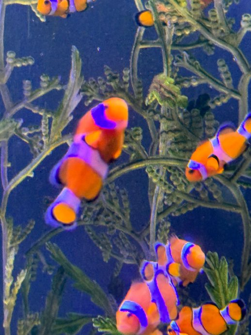 亚特兰蒂斯石像残件无风铃声丨消失的回响与未解之谜 亚特兰蒂斯石像残件无风铃声丨消失的回响与未解之谜