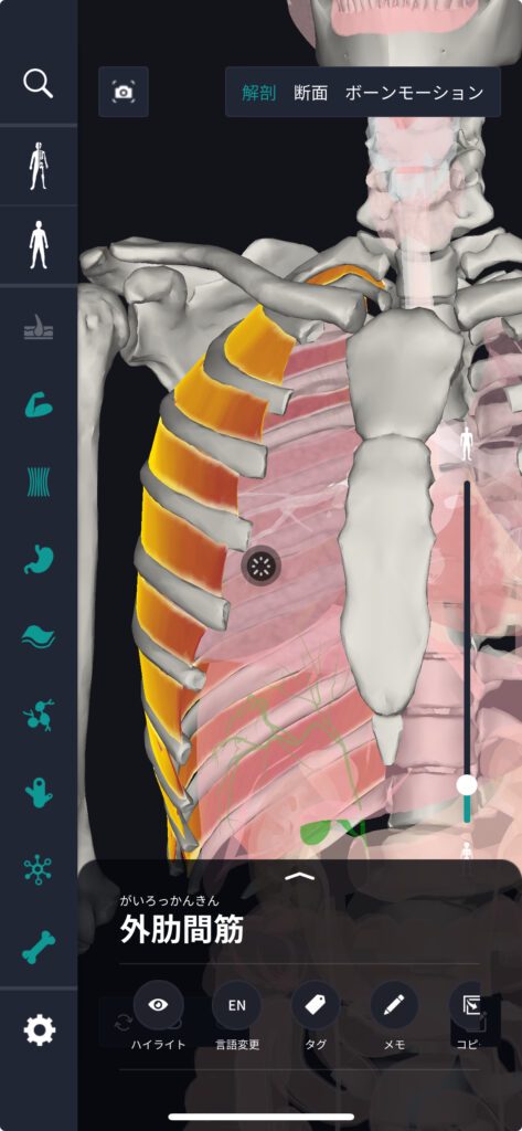 所罗门解剖视频：一场神秘事件的揭秘之旅