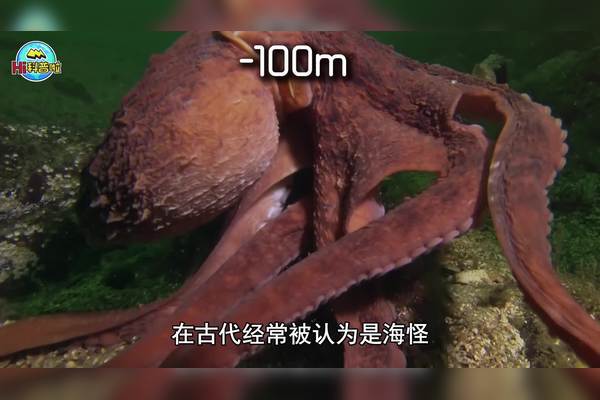 深海之下的隐秘世界·大洋洲巨龟地底的神秘探索