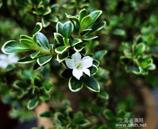 雪六个花瓣的秘密… 雪六个花瓣的秘密…