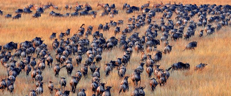 荒漠中的神秘眼形纹丨动物迁徙异常之谜