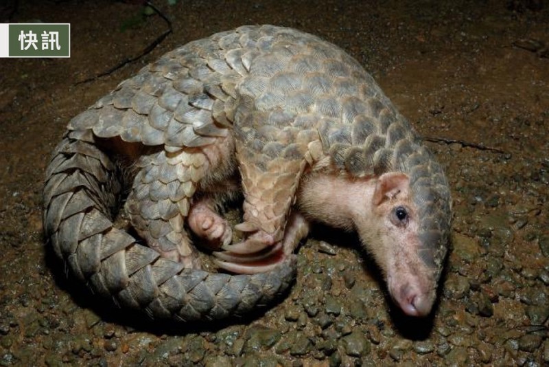 深夜里的血色追踪·那些我不敢细看的动物残割真相