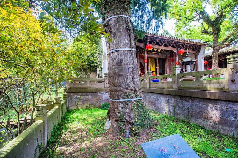 古老古城的神秘守护者—树精的传说与现实