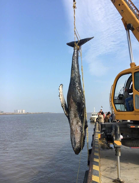 当巨石阵遇见鲸鱼丨一场跨越千年的时空对话 当巨石阵遇见鲸鱼丨一场跨越千年的时空对话