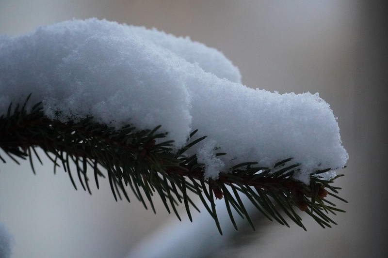 树精冰霜丨冬日森林的守护者