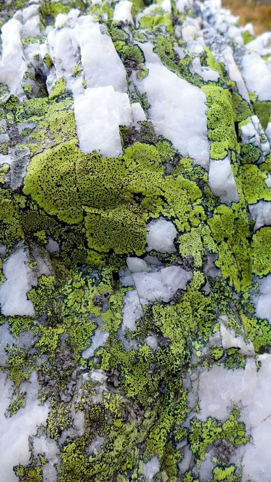 在阿尔卑斯山脚下，我遇见了“新地球”的另一种可能