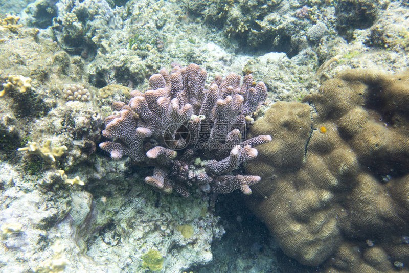 揭秘新喀里多尼亚光圈事件—一场神秘的光影之谜