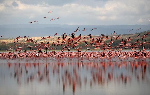 湖畔奇观·揭秘神秘“湖泊烈焰火鸟”