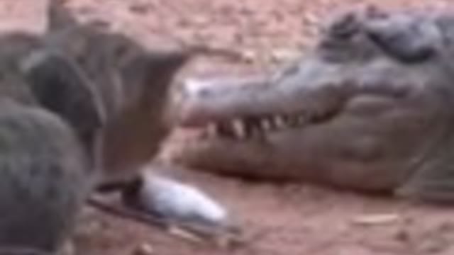 撒哈拉沙漠的午夜光点：那些没被写进教科书的传说