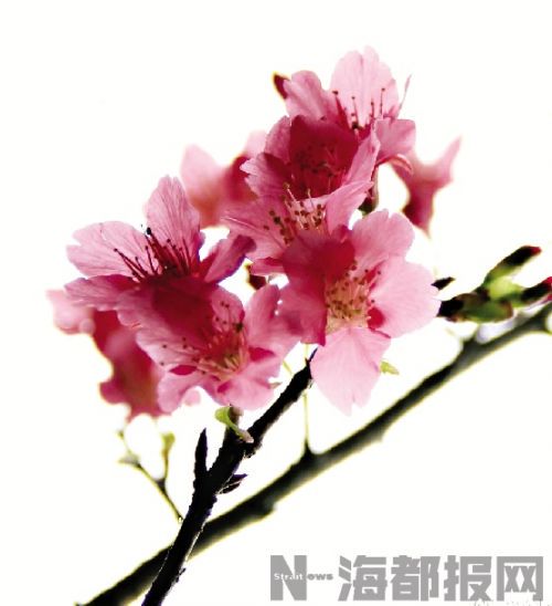春在枝头已十分—一场花语的约定