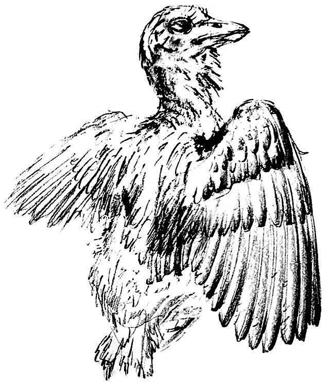 深海断层沙中琥珀鸟群盘旋的奇观