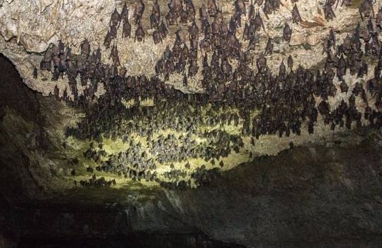 洞穴群中的时间停滞之谜·未知孢子的惊世发现 洞穴群中的时间停滞之谜·未知孢子的惊世发现