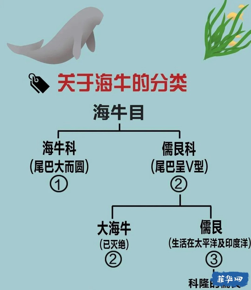 印度洋的幽灵·关于“水马”的那些传说与真实