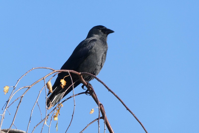 黑色羽毛背后的迁徙之谜·一场与自然的奇妙对话