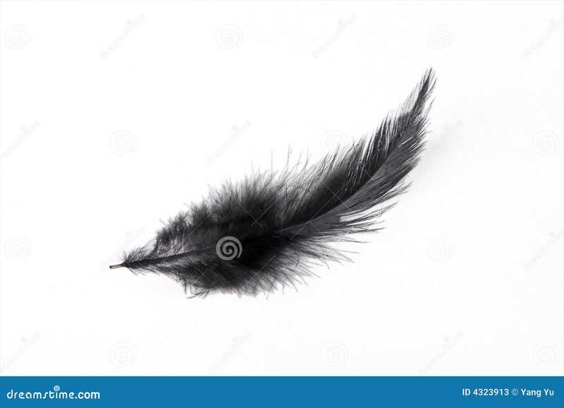 黑色羽毛下的暴走之谜|动物界的另类奇观 黑色羽毛下的暴走之谜|动物界的另类奇观