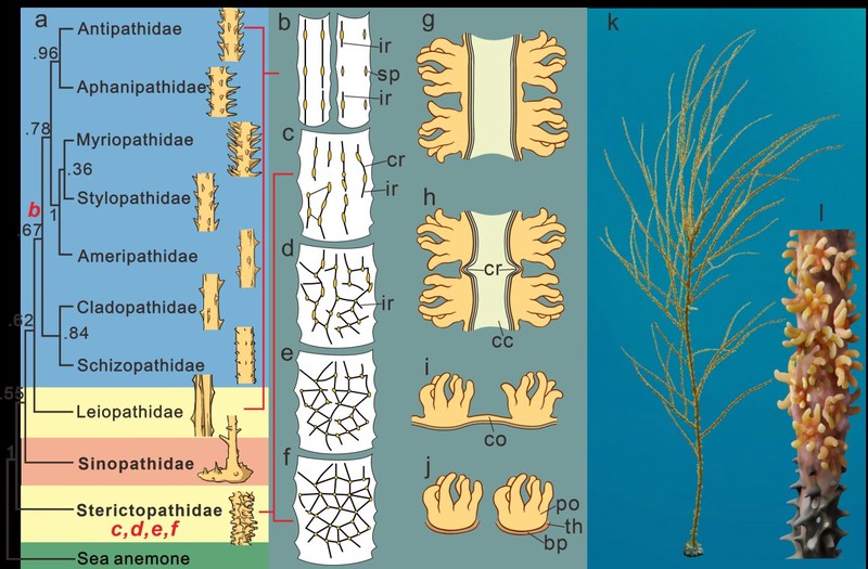 巨响珊瑚塌陷区,那些遗落的脚印残影… 巨响珊瑚塌陷区,那些遗落的脚印残影…
