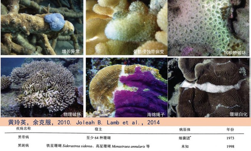 石板上的密码：当科技与自然在珊瑚礁上对峙