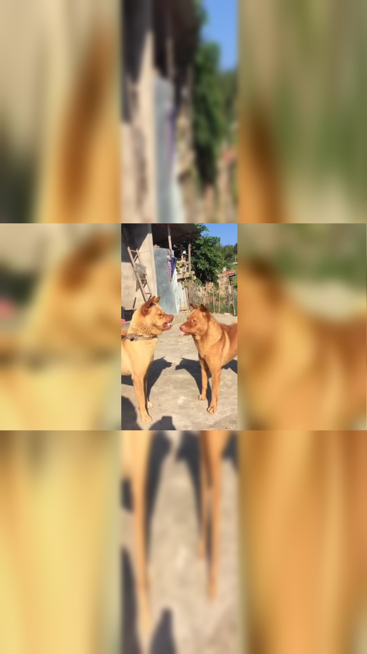 明星与狗仔队的奇妙邂逅…