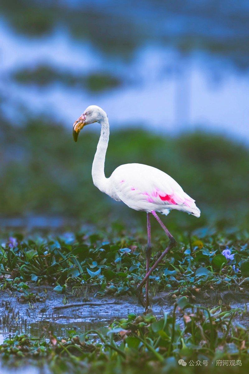 喀斯特地貌上空，鸟群盘旋，红色粉末的秘密？