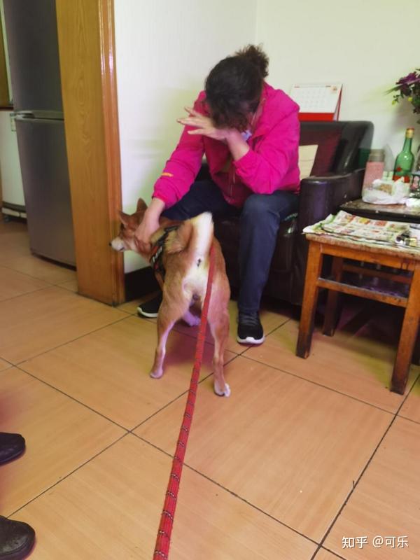 消失在森林深处的传奇—喀尔巴阡双头犬的失落