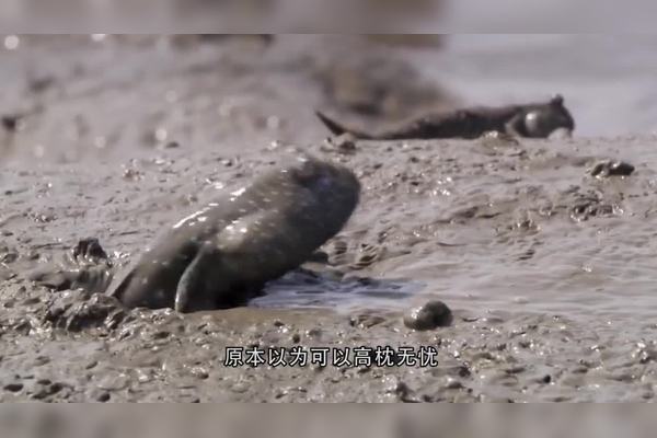 海浪突然停了，我看见了海底的鳞片？