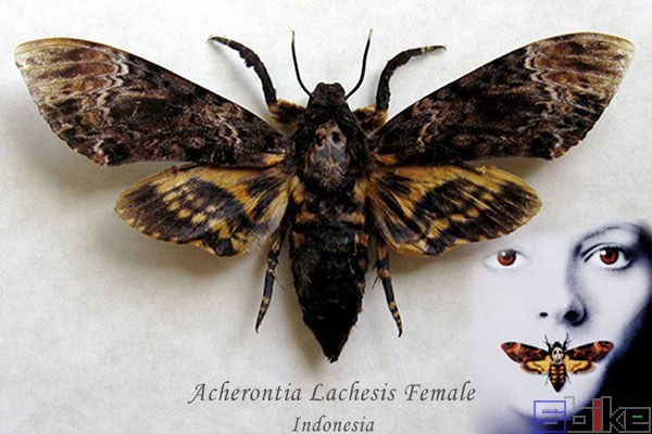 土耳其天蛾人：科技的幻想与现实的交织