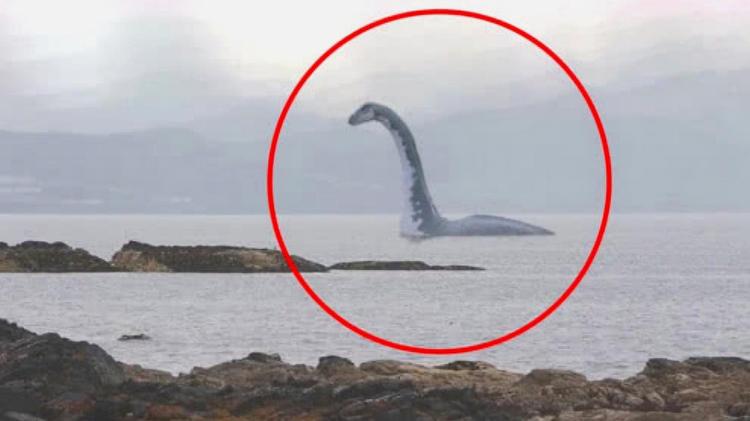 透明立方背后的神秘海怪目击？