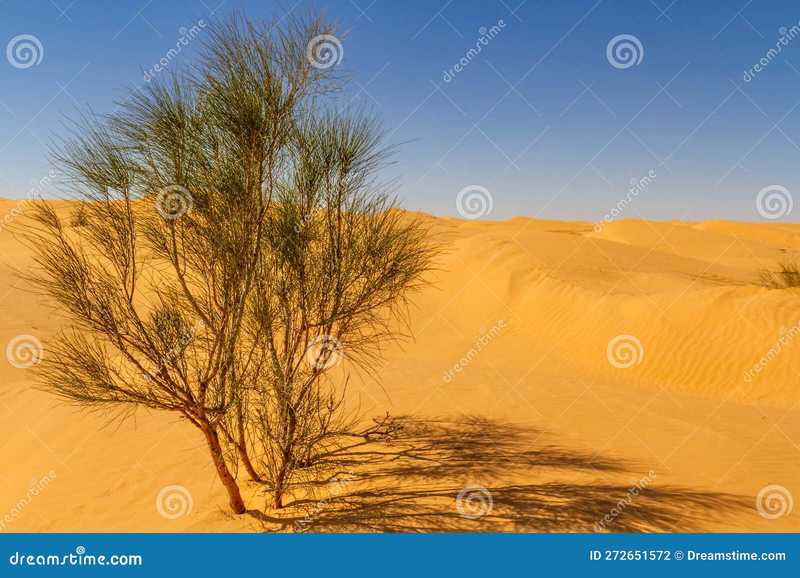 在撒哈拉种一棵树,是我对抗焦虑最野蛮的方式 在撒哈拉种一棵树,是我对抗焦虑最野蛮的方式