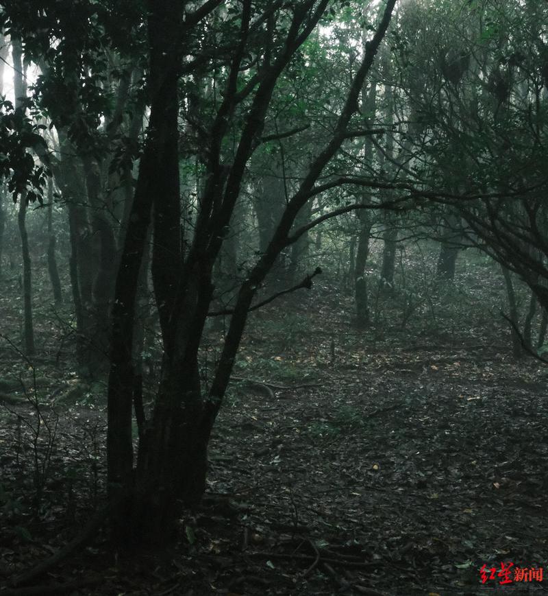 午夜森林的秘密—红绳结下的诡异脚步 午夜森林的秘密—红绳结下的诡异脚步